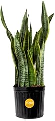 Costa farms snake for sale  Delivered anywhere in USA 