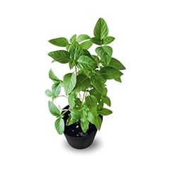 Holy basil plant for sale  Delivered anywhere in USA 