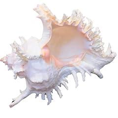 Murex sea shells for sale  Delivered anywhere in USA 