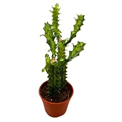 Bubbleblooms variegated africa for sale  Delivered anywhere in USA 