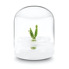Bloomify live cactus for sale  Delivered anywhere in USA 