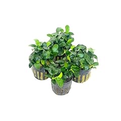 Petite anubias nana for sale  Delivered anywhere in USA 