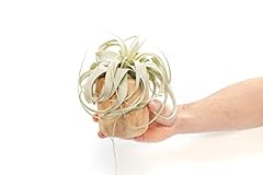 Air plant shop for sale  Delivered anywhere in USA 