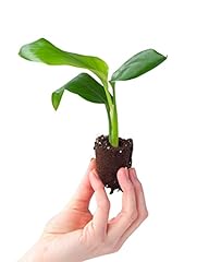 Plnts baby strelitzia gebraucht kaufen  Wird an jeden Ort in Deutschland