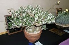Pachypodium rosulatum graciliu usato  Spedito ovunque in Italia 