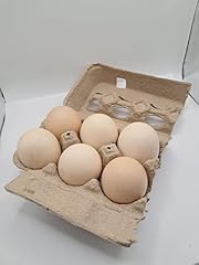 Heritage pure breed for sale  Delivered anywhere in USA 