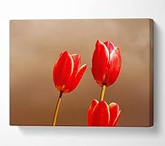 Flowers red tulip for sale  Delivered anywhere in UK