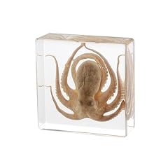 Taxidermy octopus real for sale  Delivered anywhere in USA 