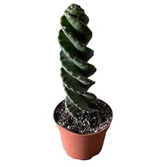 Spiral cactus cereus for sale  Delivered anywhere in USA 