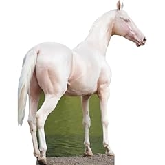 Sp13118 akhal teke for sale  Delivered anywhere in USA 