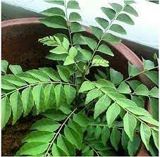 New fresh 60pcs for sale  Delivered anywhere in USA 