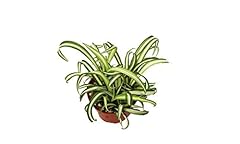California tropicals variegate for sale  Delivered anywhere in USA 