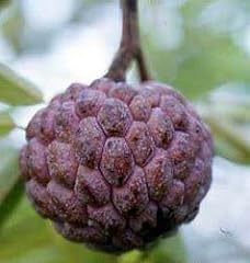 Fresh sugar apple for sale  Delivered anywhere in USA 