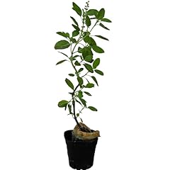 Generic real live for sale  Delivered anywhere in USA 