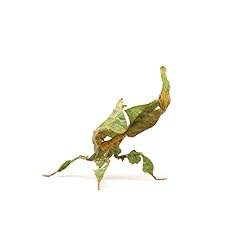 Ghost mantis phyllocrania for sale  Delivered anywhere in UK