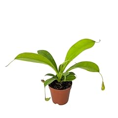 Nepenthes alata live for sale  Delivered anywhere in USA 