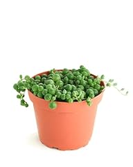 Shop succulents string for sale  Delivered anywhere in USA 
