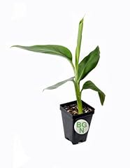 Live plant goldfinger for sale  Delivered anywhere in USA 