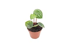 Watermelon peperomia californi for sale  Delivered anywhere in USA 