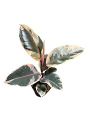 Generic variegated ficus for sale  Delivered anywhere in USA 