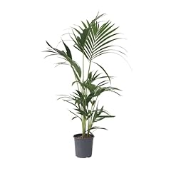 Plant box howea usato  Spedito ovunque in Italia 