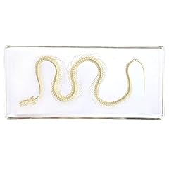 Snake skeleton specimen for sale  Delivered anywhere in UK