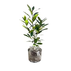 Bay leaf tree for sale  Delivered anywhere in USA 
