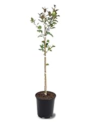 Profusion crabapple tree for sale  Delivered anywhere in USA 