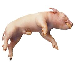Fetal pig specimen for sale  Delivered anywhere in USA 