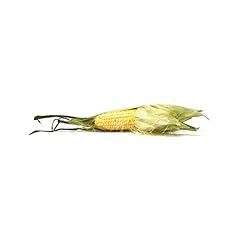 Sweet corn ear for sale  Delivered anywhere in USA 
