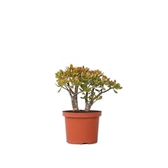 Plant box crassula d'occasion  Livré partout en Belgiqu