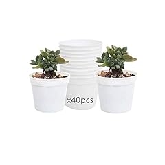 Dodxiaobeul round succulents for sale  Delivered anywhere in USA 