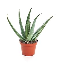 Shop succulents aloe for sale  Delivered anywhere in USA 