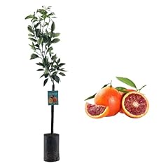 Pianta arancio sanguinello usato  Spedito ovunque in Italia 