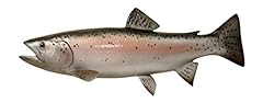 Rainbow trout two for sale  Delivered anywhere in USA 