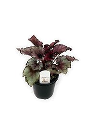 Generic flowerpotnursery rex for sale  Delivered anywhere in USA 