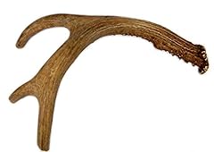 Big dog antler for sale  Delivered anywhere in USA 