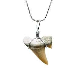 Authentic shark tooth for sale  Delivered anywhere in USA 