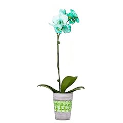 Decoblooms living green for sale  Delivered anywhere in USA 