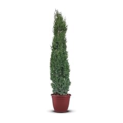 Tropictrees italienische zypre gebraucht kaufen  Wird an jeden Ort in Deutschland