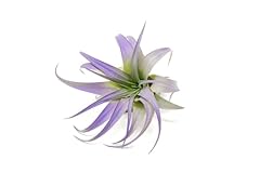 Purple colorful tillandsia for sale  Delivered anywhere in USA 