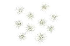Air plant shop for sale  Delivered anywhere in USA 