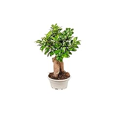 Bonplants bonsai ficus usato  Spedito ovunque in Italia 