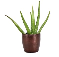 Thorsen greenhouse aloe for sale  Delivered anywhere in USA 