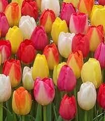 Triumph tulips bulbs for sale  Delivered anywhere in UK