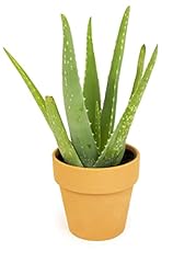Aloe vera plant for sale  Delivered anywhere in USA 