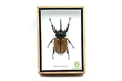 Real stag gracilicornis for sale  Delivered anywhere in UK