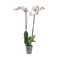 Kentis orchidea phalaenopsis usato  Spedito ovunque in Italia 