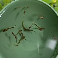 Purebred assorted guppy for sale  Delivered anywhere in UK