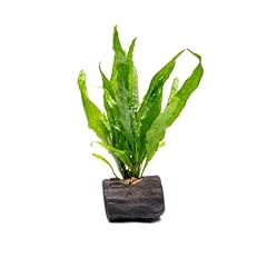 Substratesource live planted for sale  Delivered anywhere in USA 